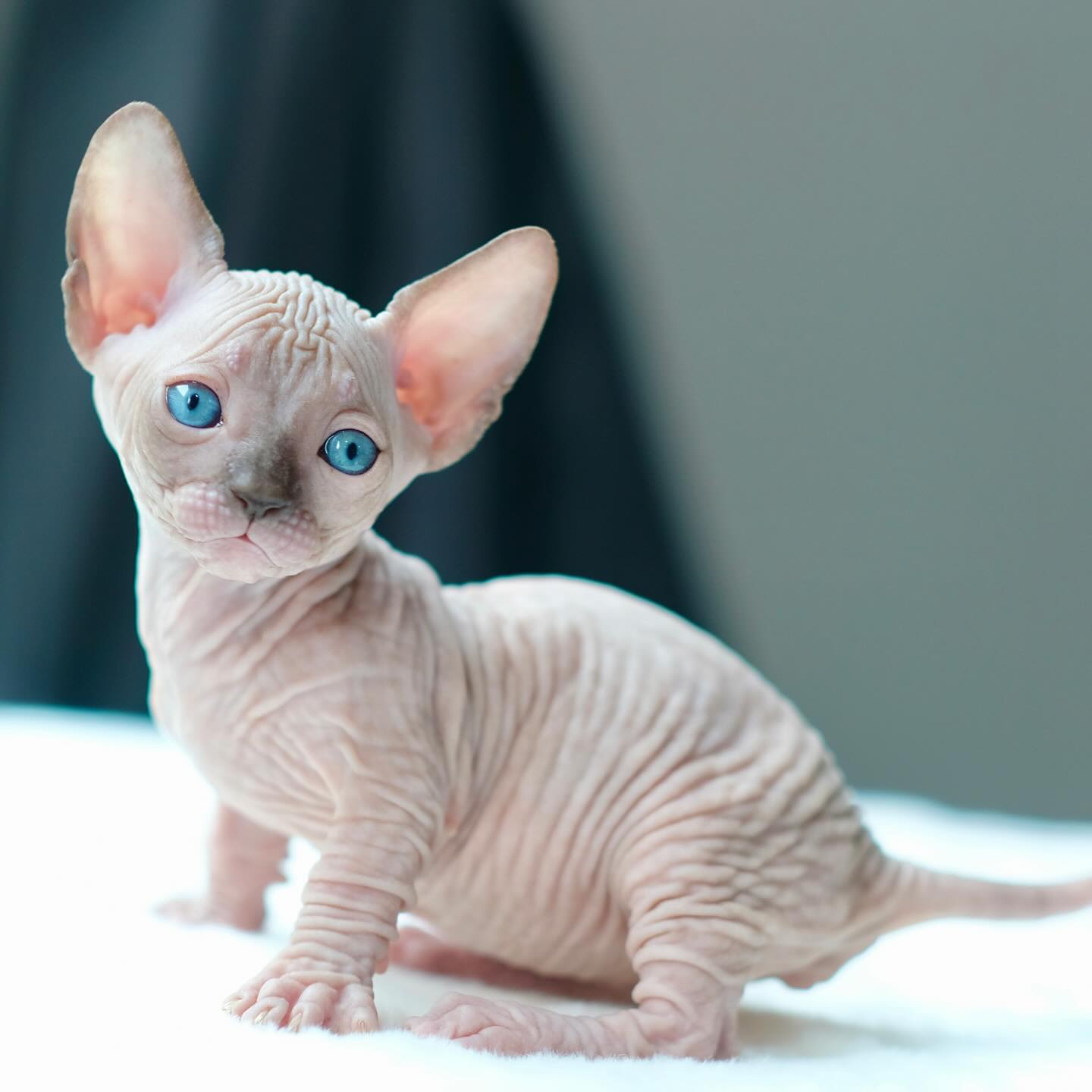 Leo Sphynx Bambino Kitten Glorious Sphynx Kittens