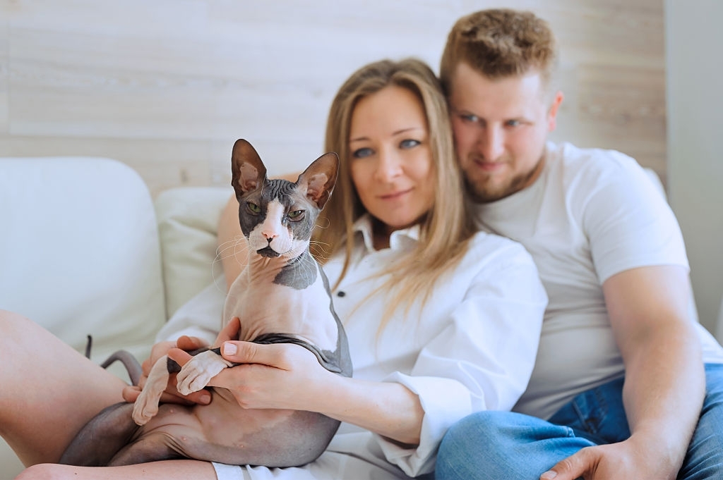 sphynx kitten breeders