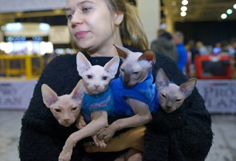 sphynx breeders