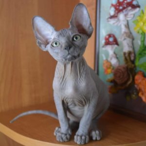 Buy Sphynx Kittens