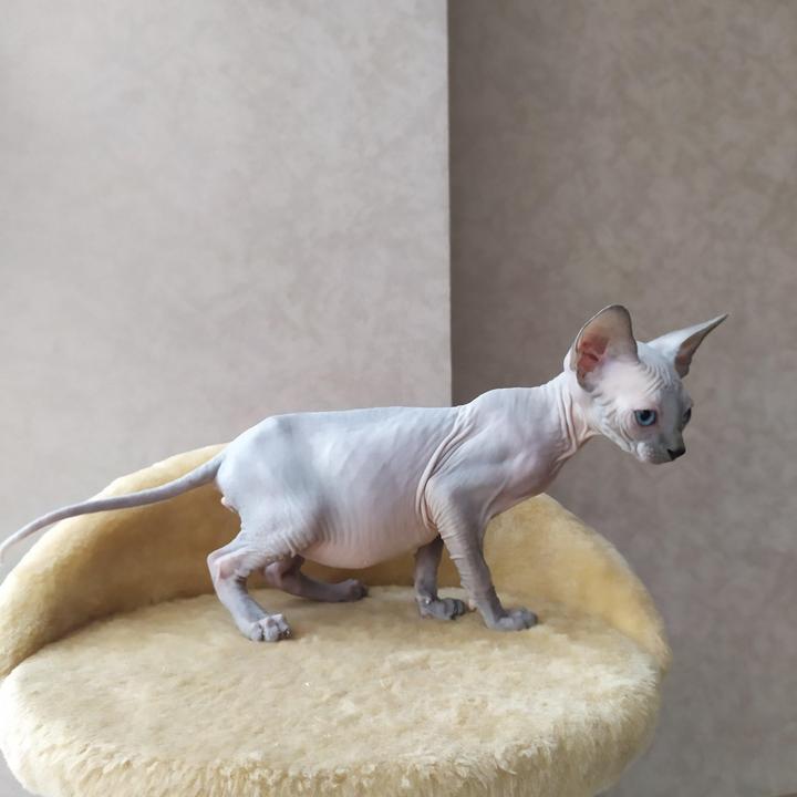 available sphynx kittens for sale