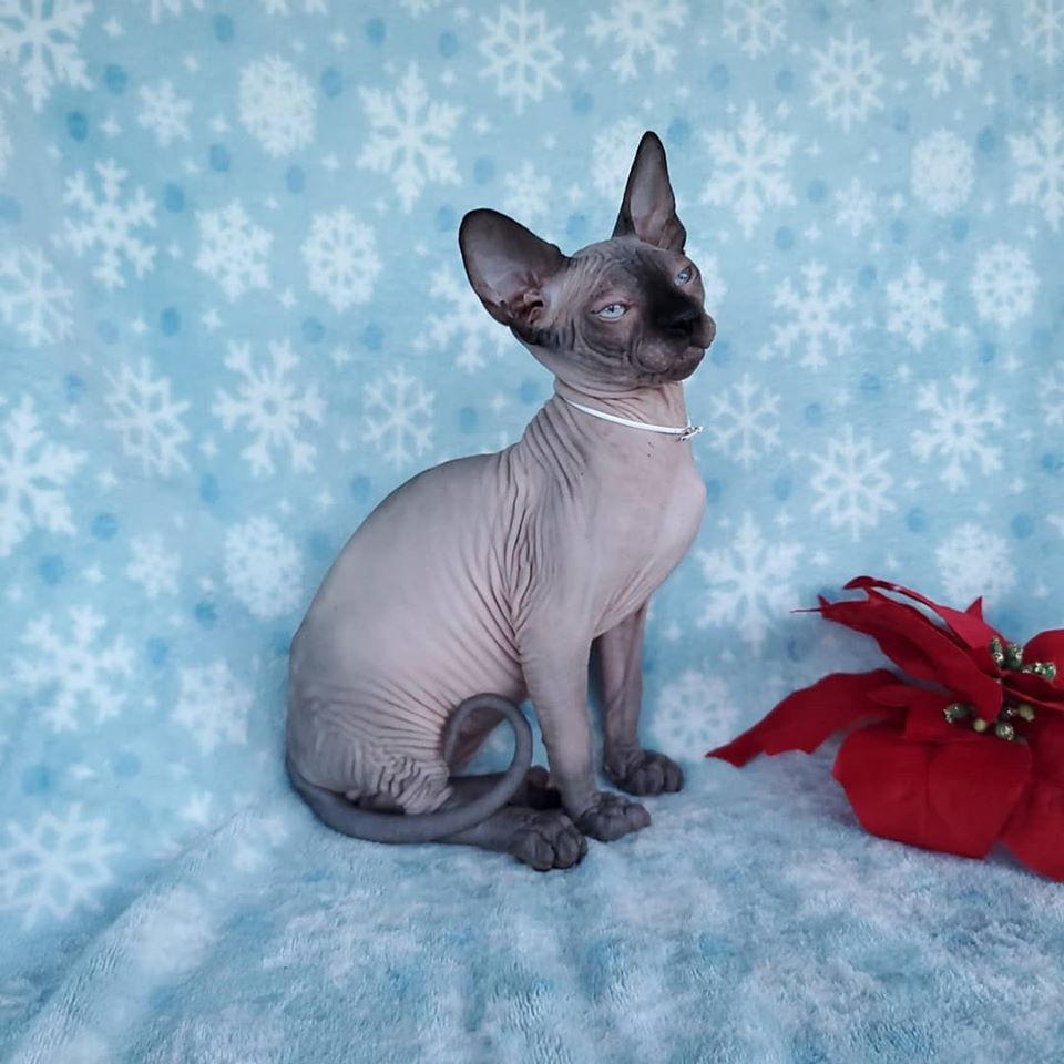 Sphynx Kittens for Sale Near Me | Sphynx Cats for sale 2020