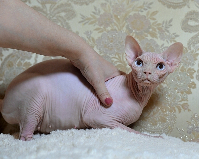 Buy Sphynx Kittens