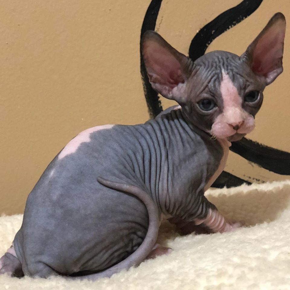 Sphynx Kittens for Sale Near Me Sphynx Cats for sale 2020