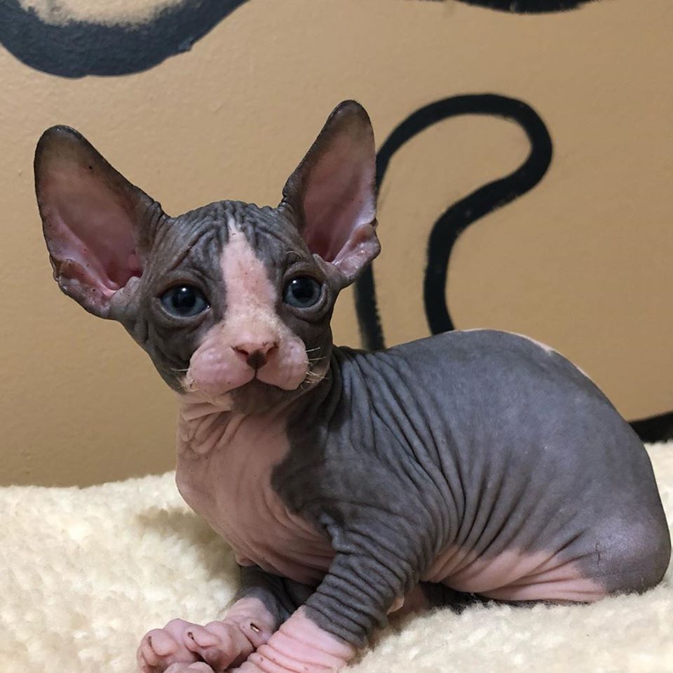 Healthy Sphynx Kittens for Sale - Sphynx Cats For Adoption - Glorious ...