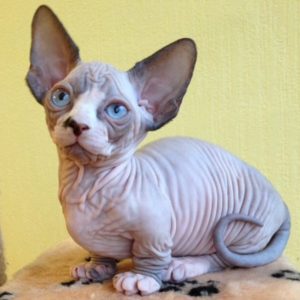 Sphynx Kitten Cecilia | Sphynx Cats for Sale Craigslist