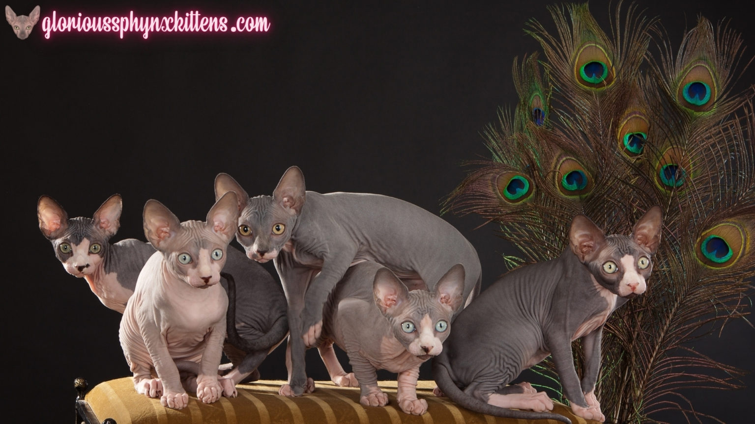 Sphynx Cats for Sale Online | Odd Eyed Sphynx Kittens for Sale Near Me