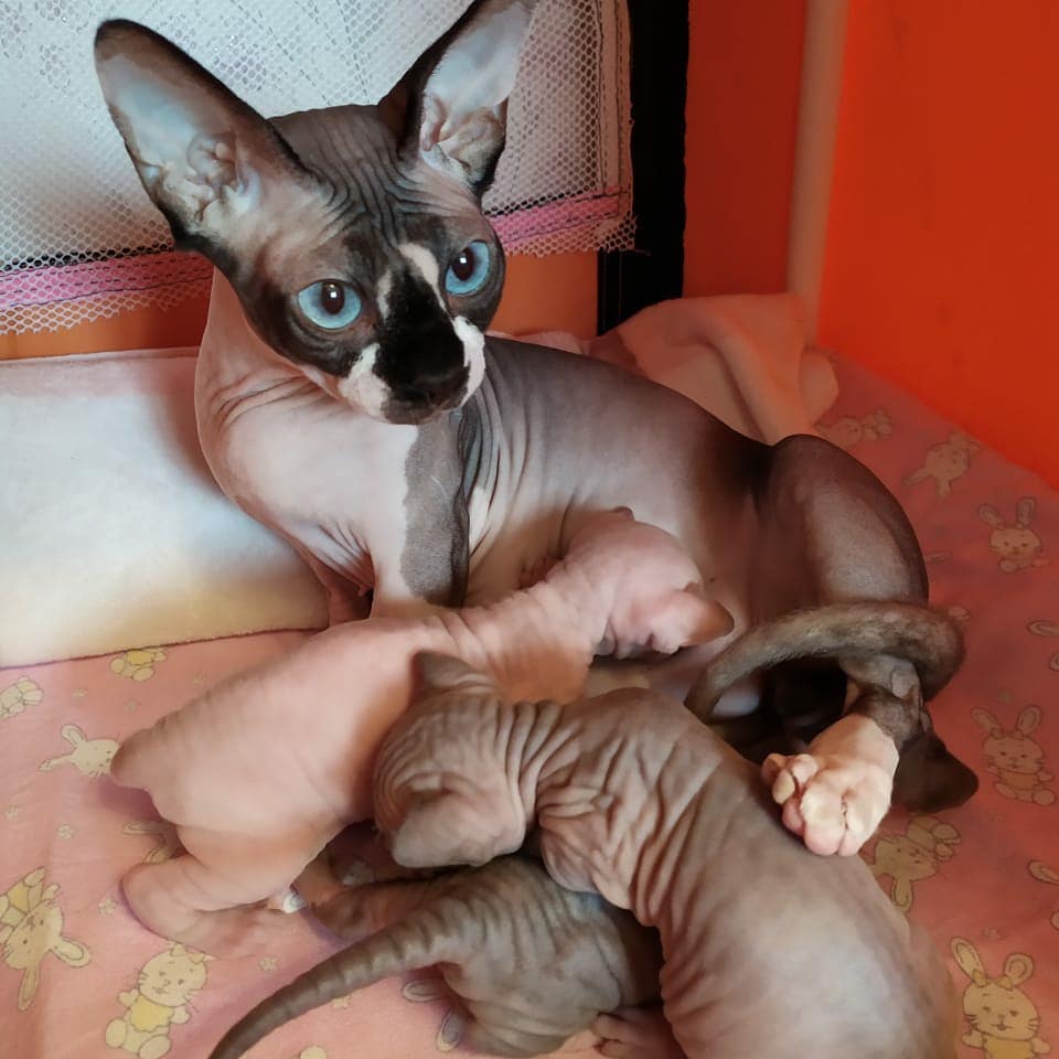 sphynx breeders