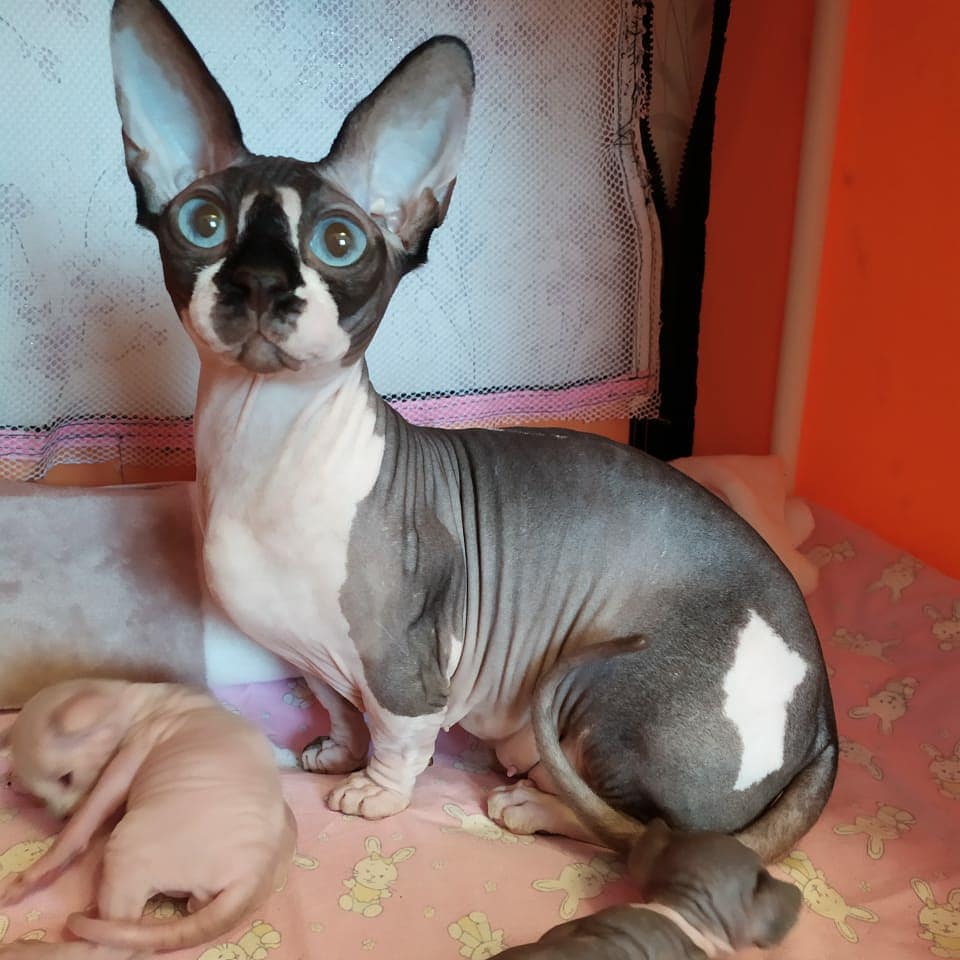 hairless sphynx kitten