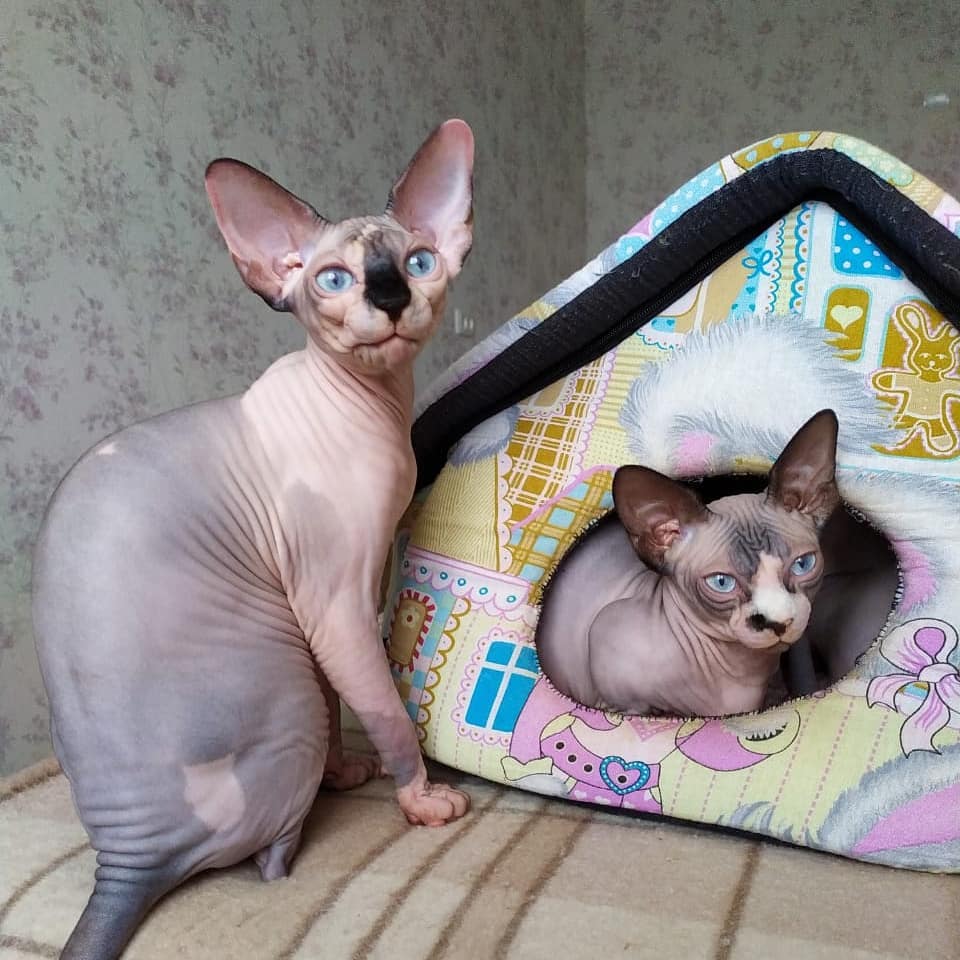 Hairless Sphynx Kittens Grooming