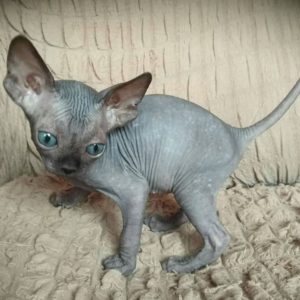 Available Sphyns Kittens | Sphynx Cats for Rehoming