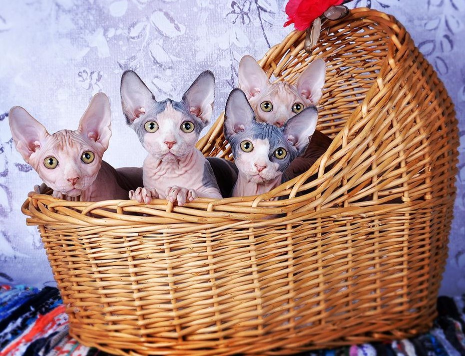 sphynx breeders