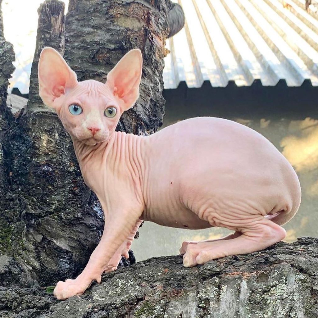 Hairless Sphynx Kittens Grooming