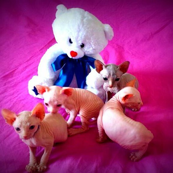 available hairless sphynx kittens