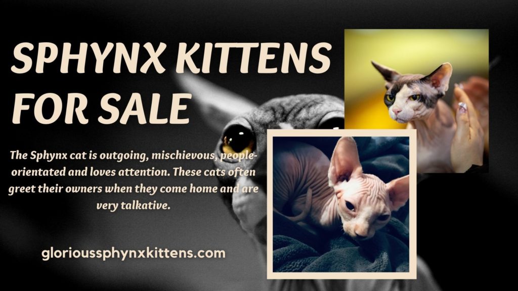 Hypoallergenic kittens for adoption near me Archives - Glorious Sphynx Kittens