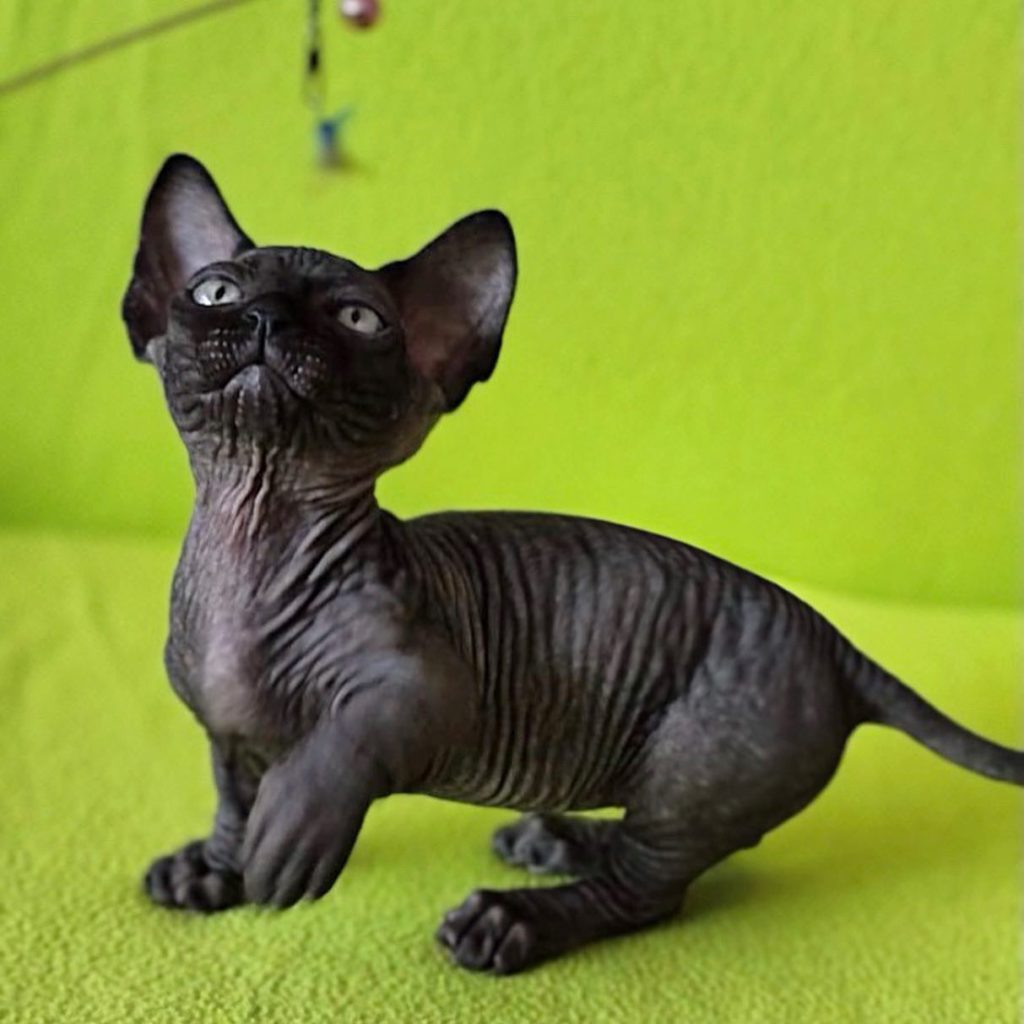 Hypoallergenic Hairless Cat Breeds