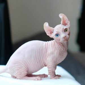 Dwelf Sphynx Kitten For Sale
