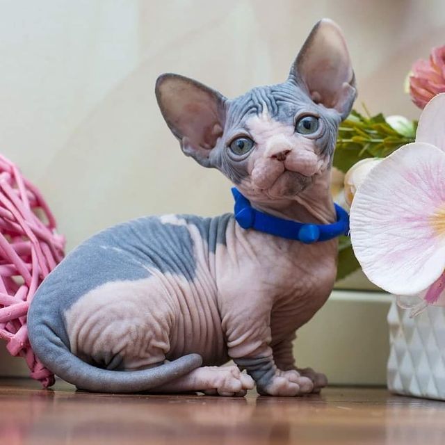 sphynx bambino kitten for sale