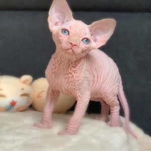 wrinkled sphynx kitten for sale