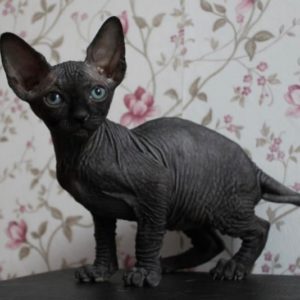 black sphynx kitten for sale