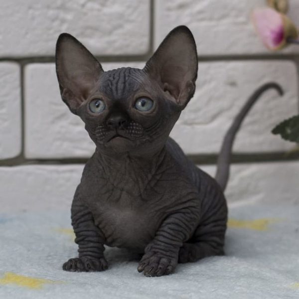 bambino sphynx kitten for sale