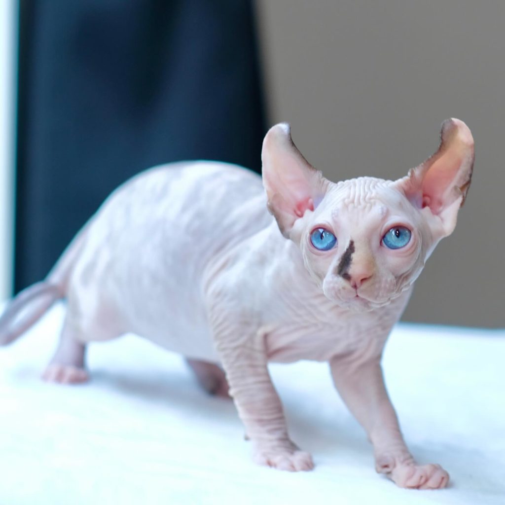 hairless cat breeds