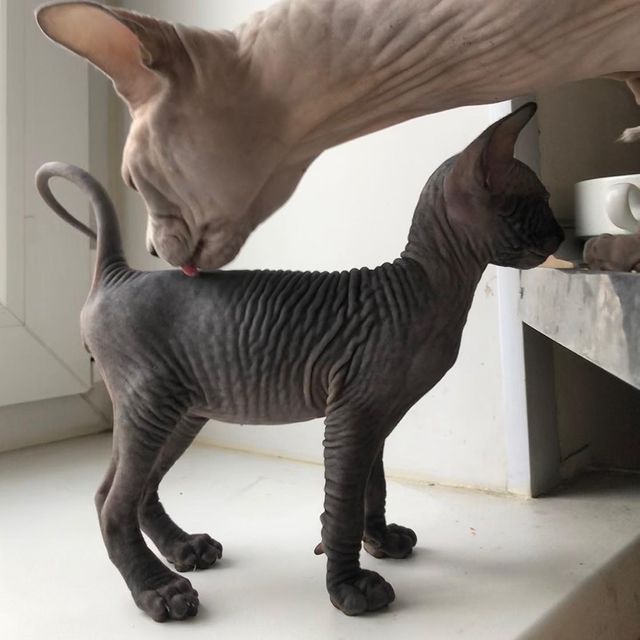 black sphynx kittens for sale