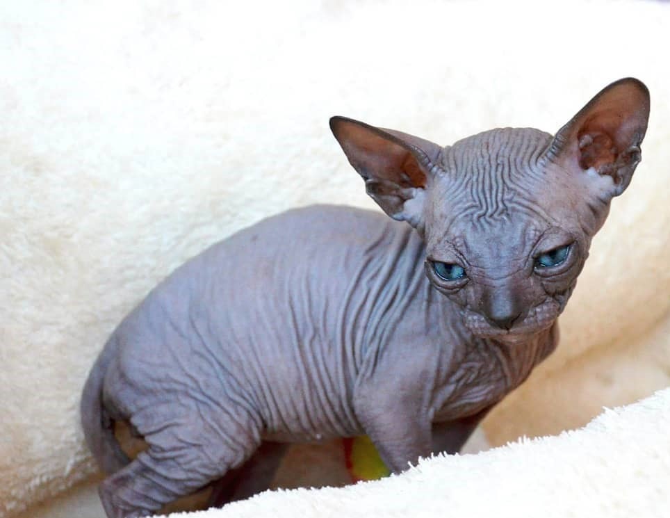 sphynx kittens for sale near me