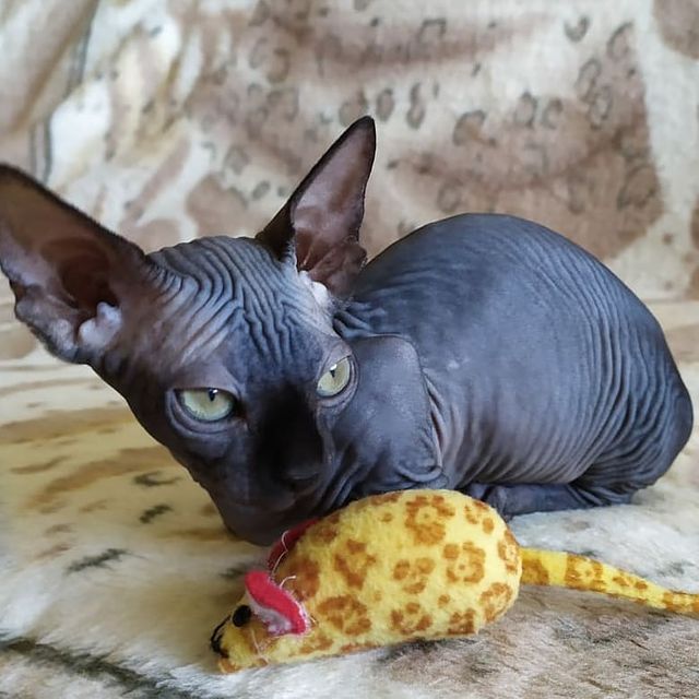 black sphynx kittens for sale