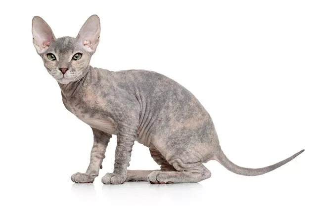 hypoallergenic hairless cat breeds