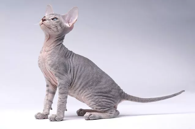 Hypoallergenic Hairless Cat Breeds