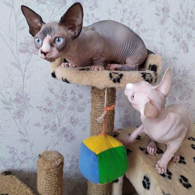 How much are sphynx kittens