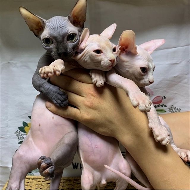 Sphynx Kittens for Sale