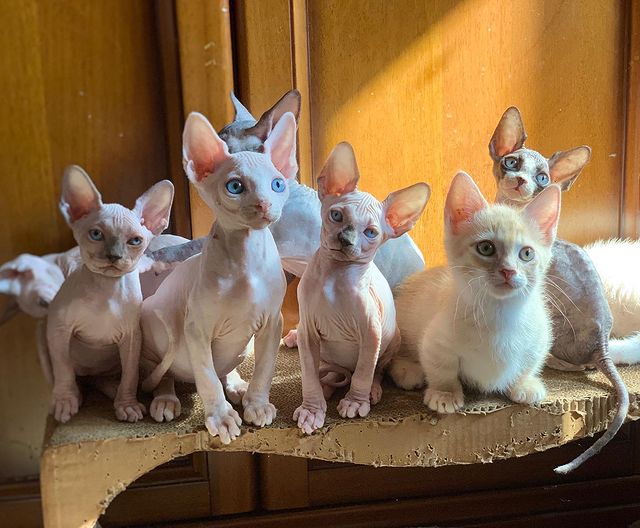 Sphynx cats for adoption