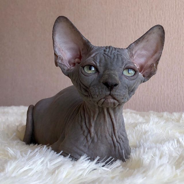 Sphynx Kittens for sale