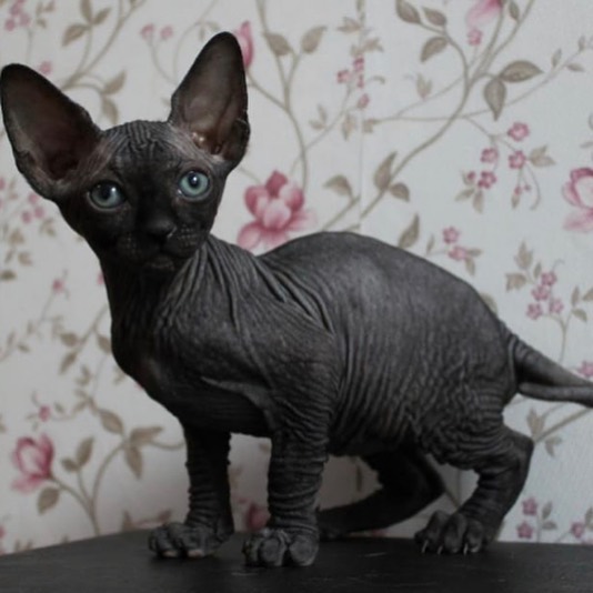 black sphynx kittens for sale near me