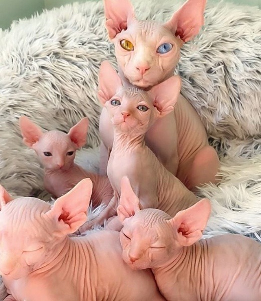 Sphynx Kittens for sale