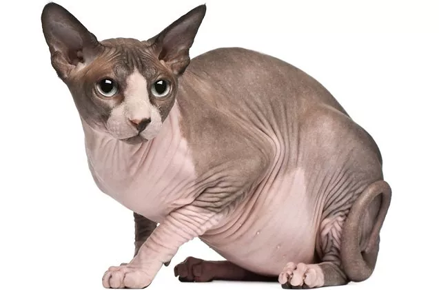 Hypoallergenic Hairless Cat Breeds